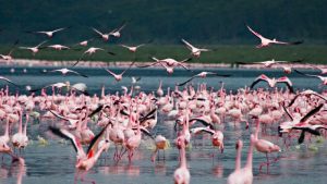 Flamingos am Nakuru-See, Kenia, Bild: Uzi Yachin, CC BY-ND 2.0