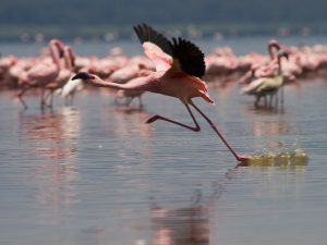 Flamingos am Nakuru-See, Kenia, Bild: Uzi Yachin, CC BY-ND 2.0