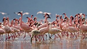 Flamingos am Nakuru-See, Kenia, Bild: Uzi Yachin, CC BY-ND 2.0Flamingos am Nakuru-See, Kenia, Bild: Uzi Yachin, CC BY-ND 2.0
