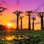 Baobab-Allee in Madagaskar