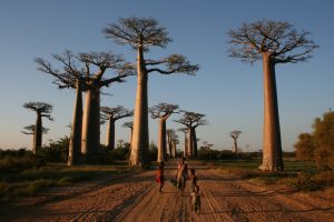 Baobab-Allee in Madagaskar