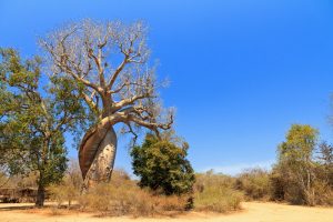 Baobab Amoureux in Madagaskar