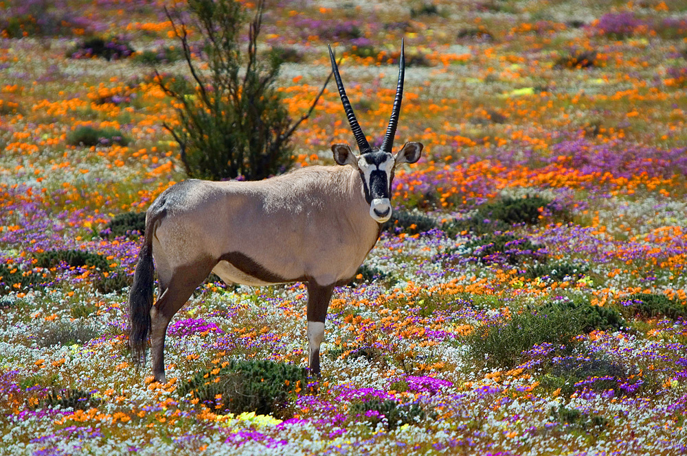 Blumenblüte im Namaqualand in Südafrika