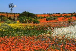 Frühling im Namaqualand in Südafrika