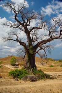 Baobab auf der Insel Likoma
