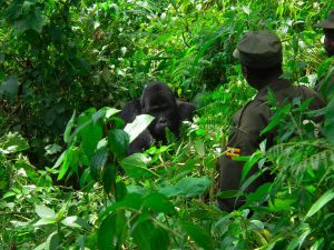 Bergorillas im Bwindi Impenetrable National Park