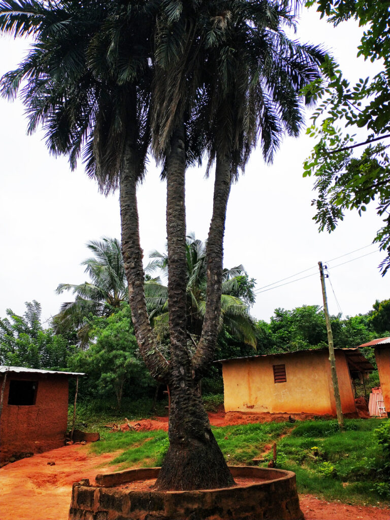 Die dreiköpfige Palme im Dorf Asiafo Amanfro in Ghana